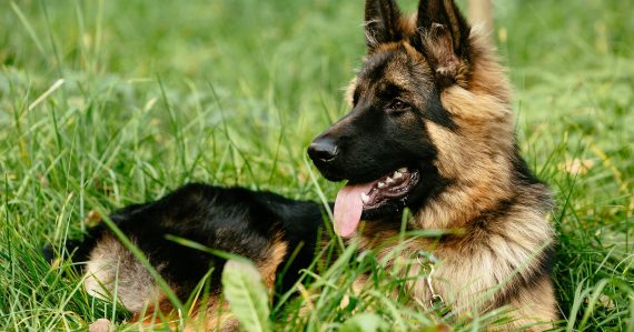 Vedci určili, ktoré plemená psov vyzerajú najšťastnejšie: Výsledok vás možno prekvapí