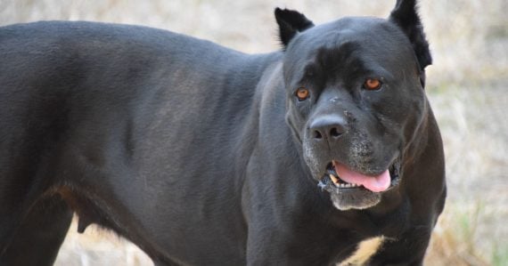 Pes ušiel z rodinného domu a napadol poštárku. Skončila v nemocnici, polícia začala trestné stíhanie