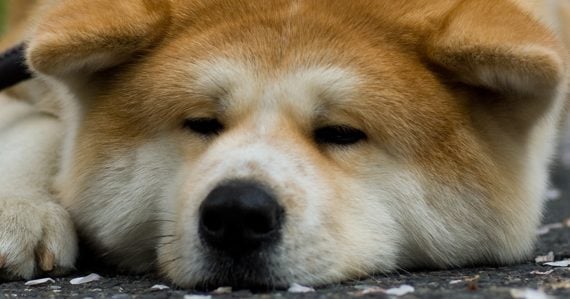 Vychudnutá, chorá a bez vody: Sučka so silným zápalom očí žila v špine, majiteľ ju pred kontrolou schoval