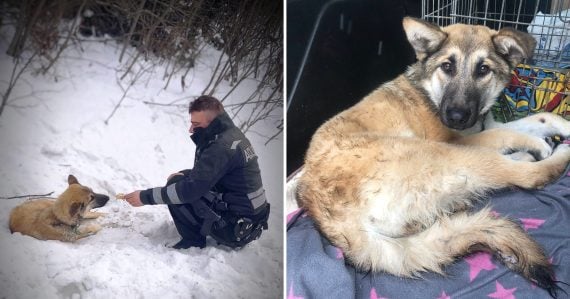 Policajti ho našli uzimeného pri ceste: Psík ležal v snehu a nemohol sa hýbať, prípad z východu má smutný koniec