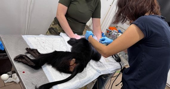 Ľudia ignorovali pravidlá, ďalej kŕmili zvieratá: Zoo musela utratiť opicu, pre návštevníkov má odkaz