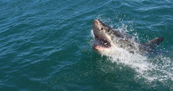 Žraloky sa zbláznili, ľudia nevedia, čo robiť: Za dva dni došlo až k štyrom útokom. Malý chlapec bojuje o život