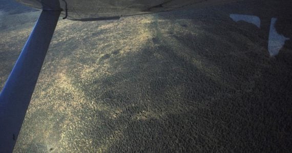 boreálny les, bióm známy ako tajga