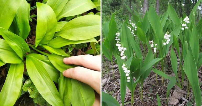 medvedí cesnak vs. konvalinka vonava
