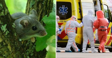 Čo je to hantavírus a ako sa chrániť? Epidemiologička popísala prvé príznaky, dôvod na paniku nevidí