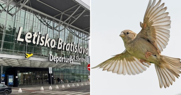 Bratislavské letisko a vták