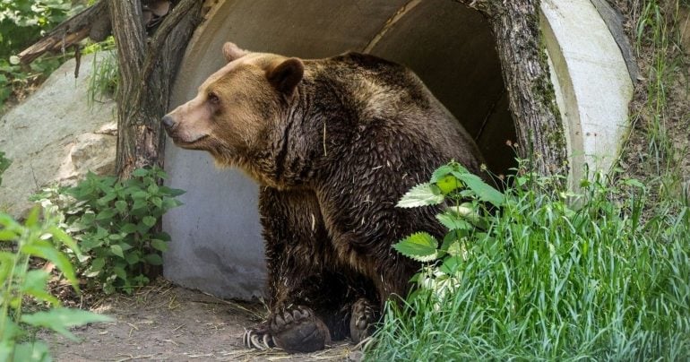 Medveď Felix v zoo