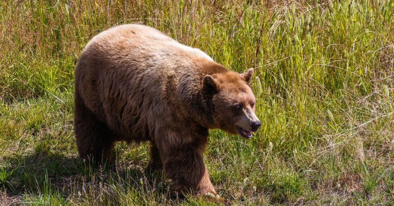 Medveď hnedý v prírode.
