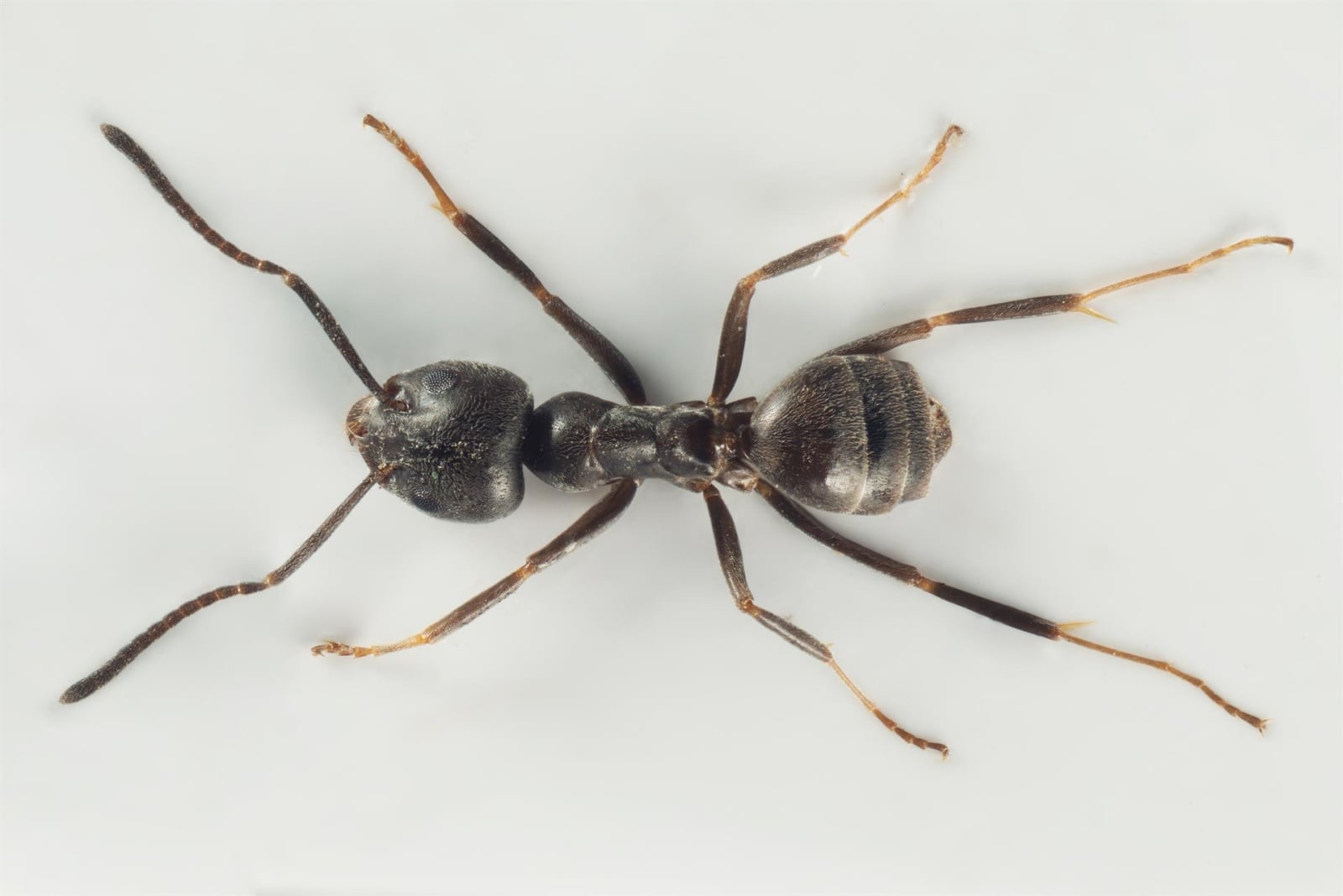 Mravec Tapinoma magnum