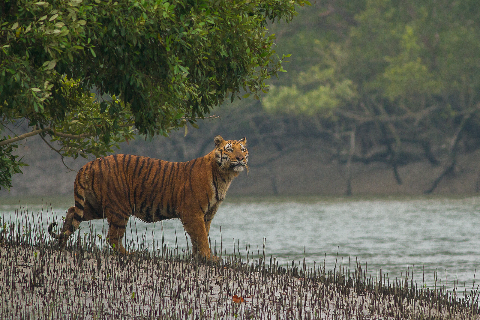 Bengálsky tiger