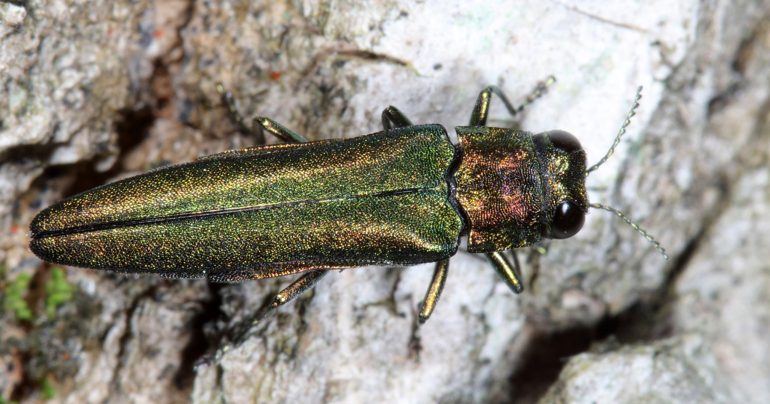 Krasoň jaseňový (Agrilus planipennis), nebezpečný škodca jaseňov