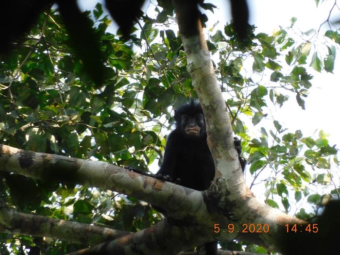 Novoobjavený druh opice Colobus congoensis