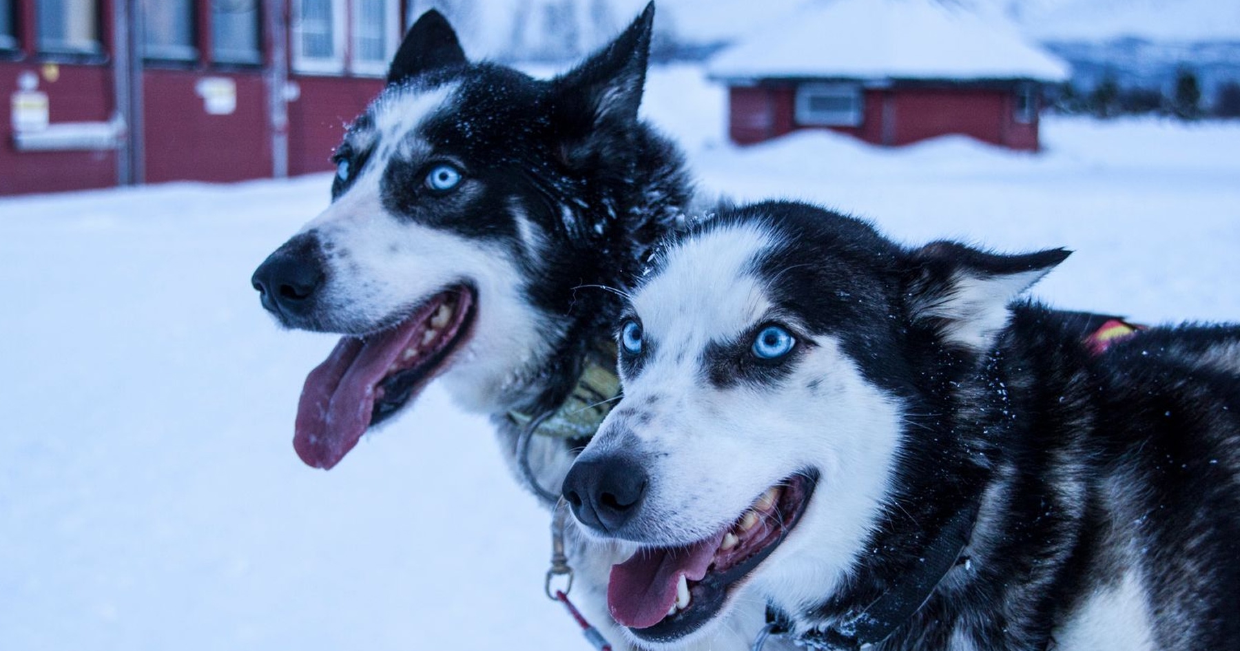 Husky v záprahu vo Fínsku