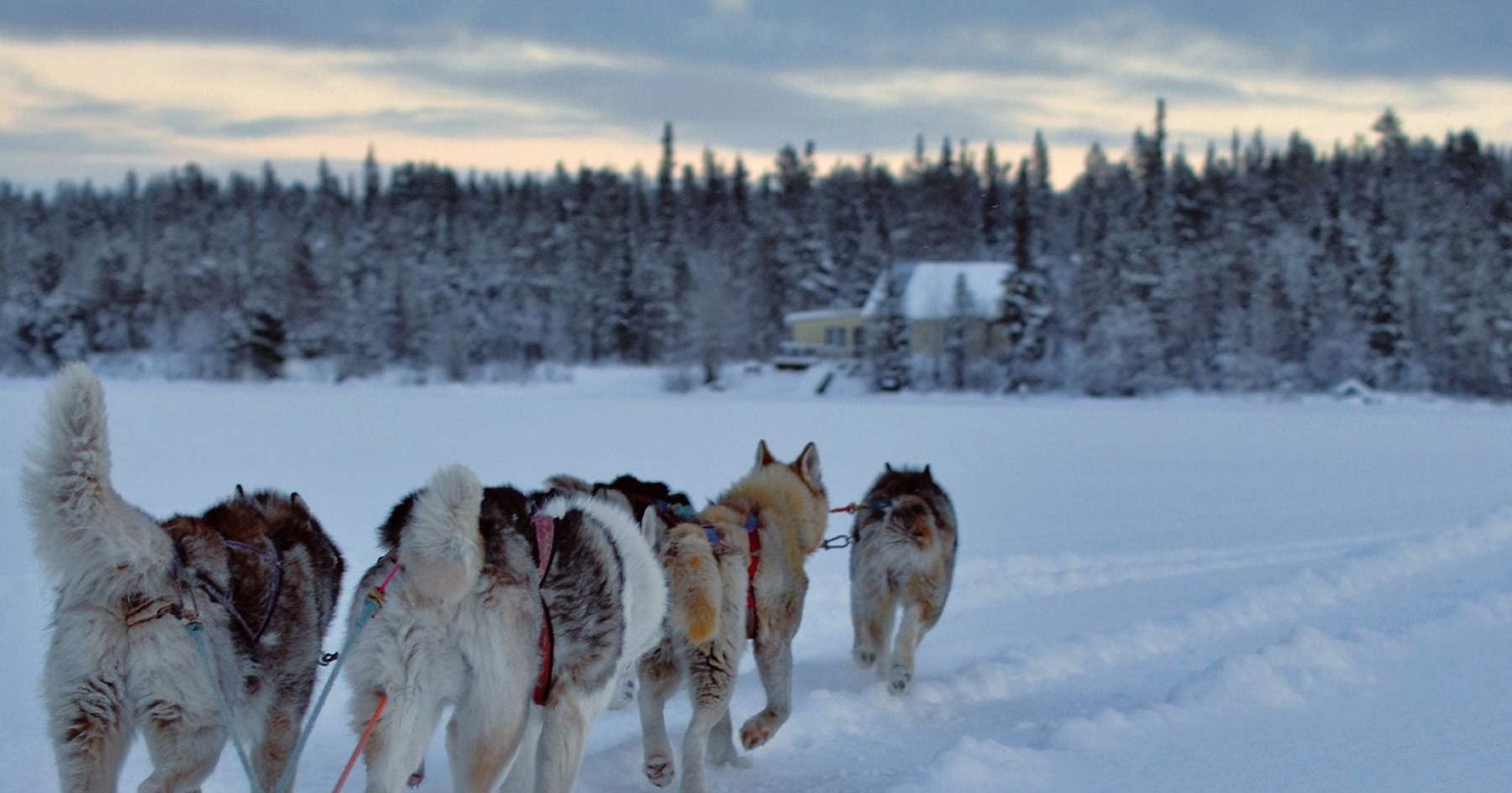 Husky safari