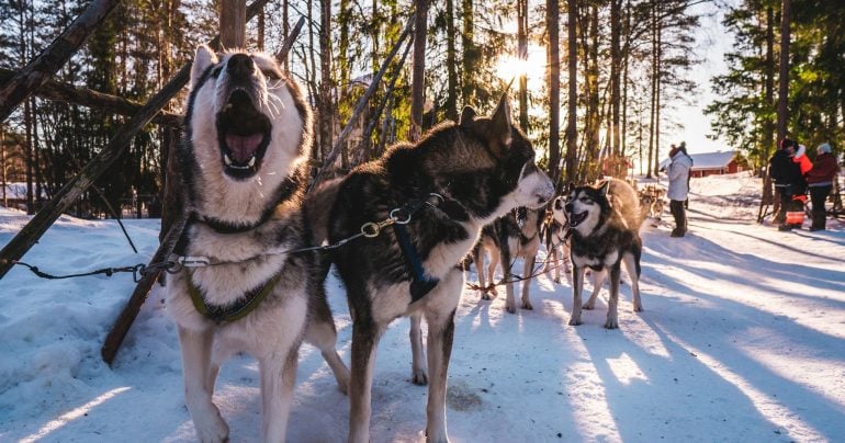 Sprievodca husky safari