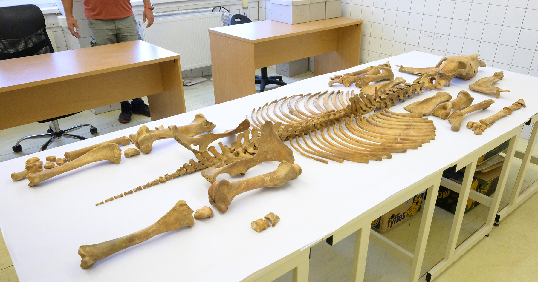 Kostrové pozostatky koňa nájdené počas archeologického výskumu v Šuranoch