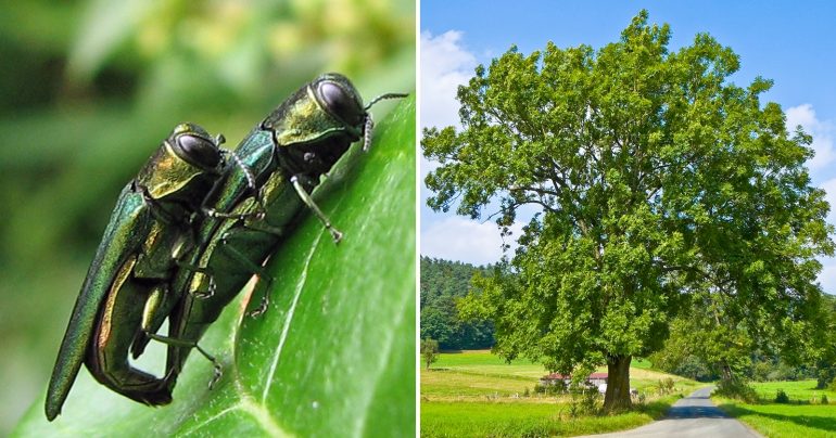 Pohľad na krašona jaseňového a na jaseň