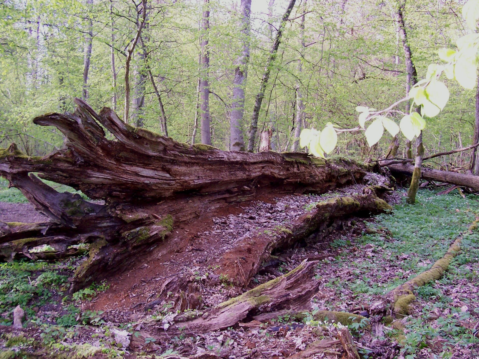 Les Białowieża