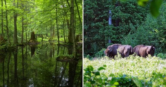 Les Białowieża