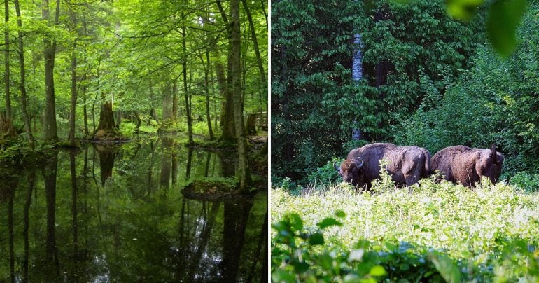 Les Białowieża