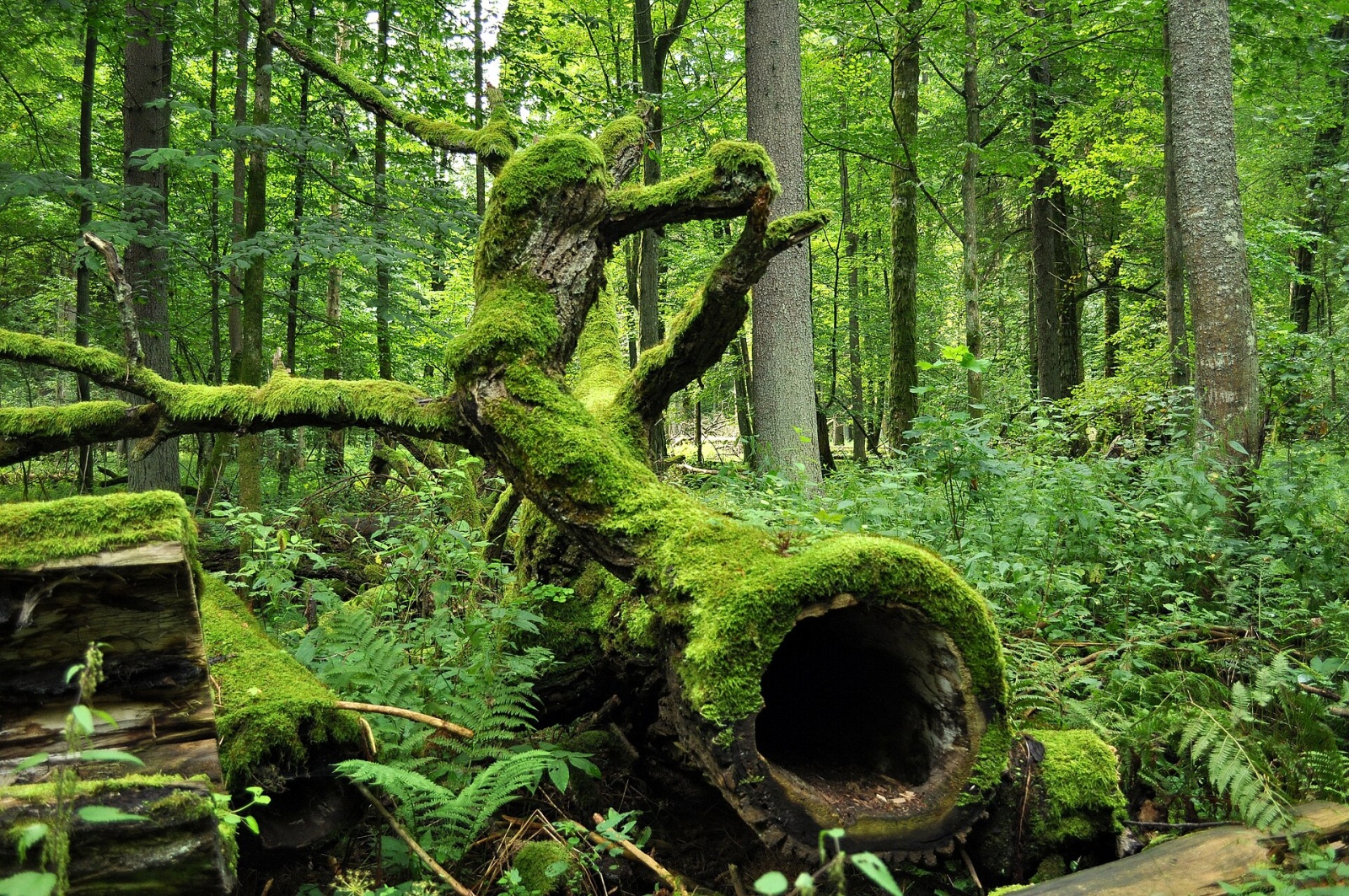 Les Białowieża