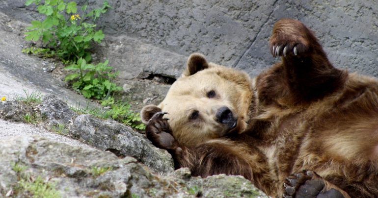 Medveď hnedý v ZOO Bojnice