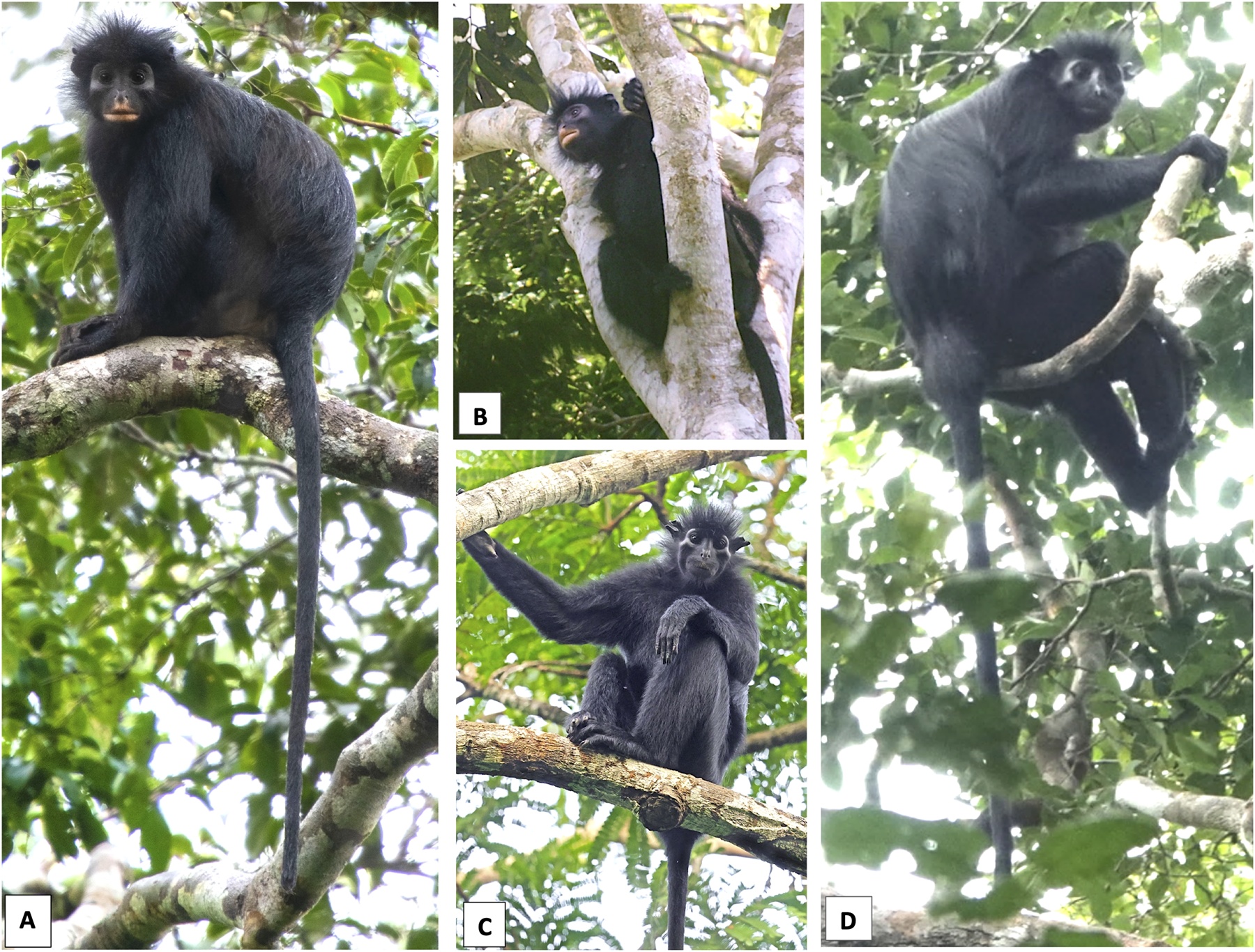 Porovanie druhov Colobus congoensis a Colobus satanas
