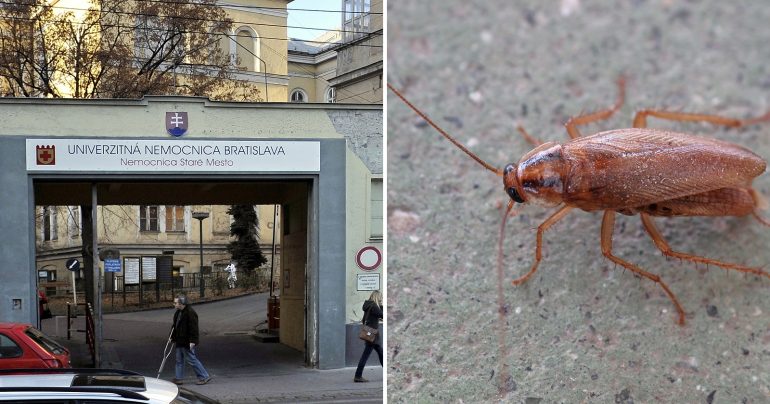 Univerzitná nemocnica Bratislava - Nemocnica Staré Mesto na Mickiewiczovej ulici v Bratislave a šváb