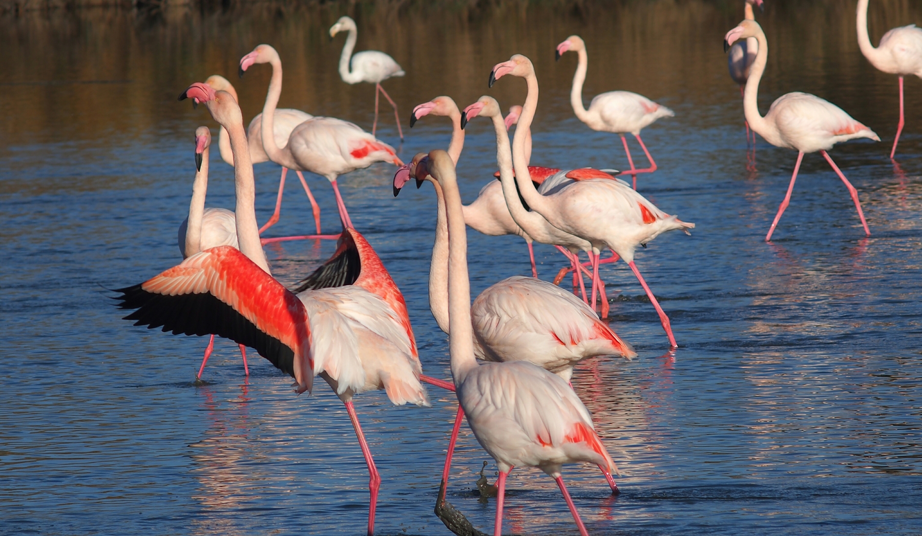 Mokrade Camargue, Francúzsko