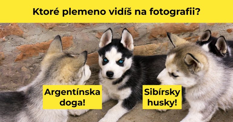 Kvíz o psoch