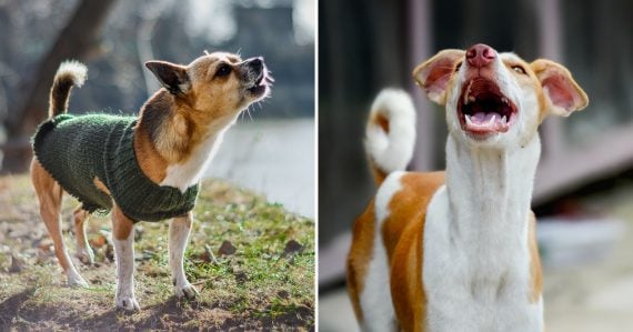 Malé agresívne psy