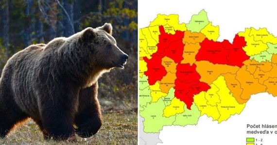 Medveď a mapa výskytu