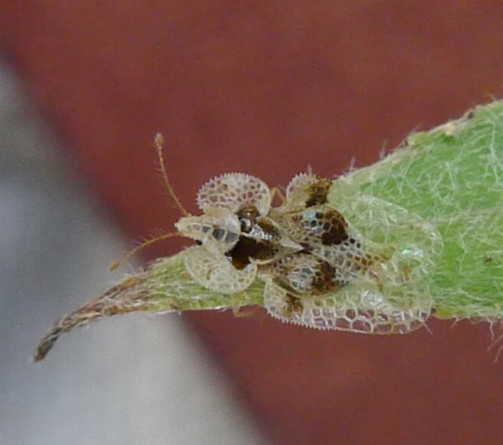 Ploštica Corythucha ciliata
