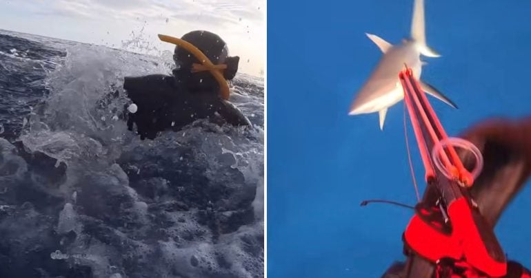Zábery z videa, kde žralok napadol potápača