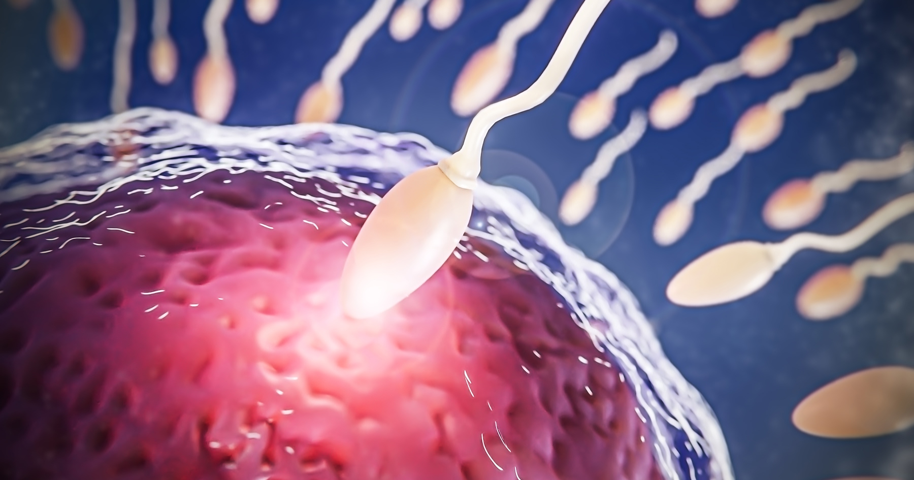 Spermia a vajíčko vizualizácia