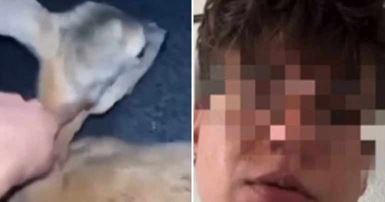 Pohľad na zranenú srnu a na jedného z páchateľov