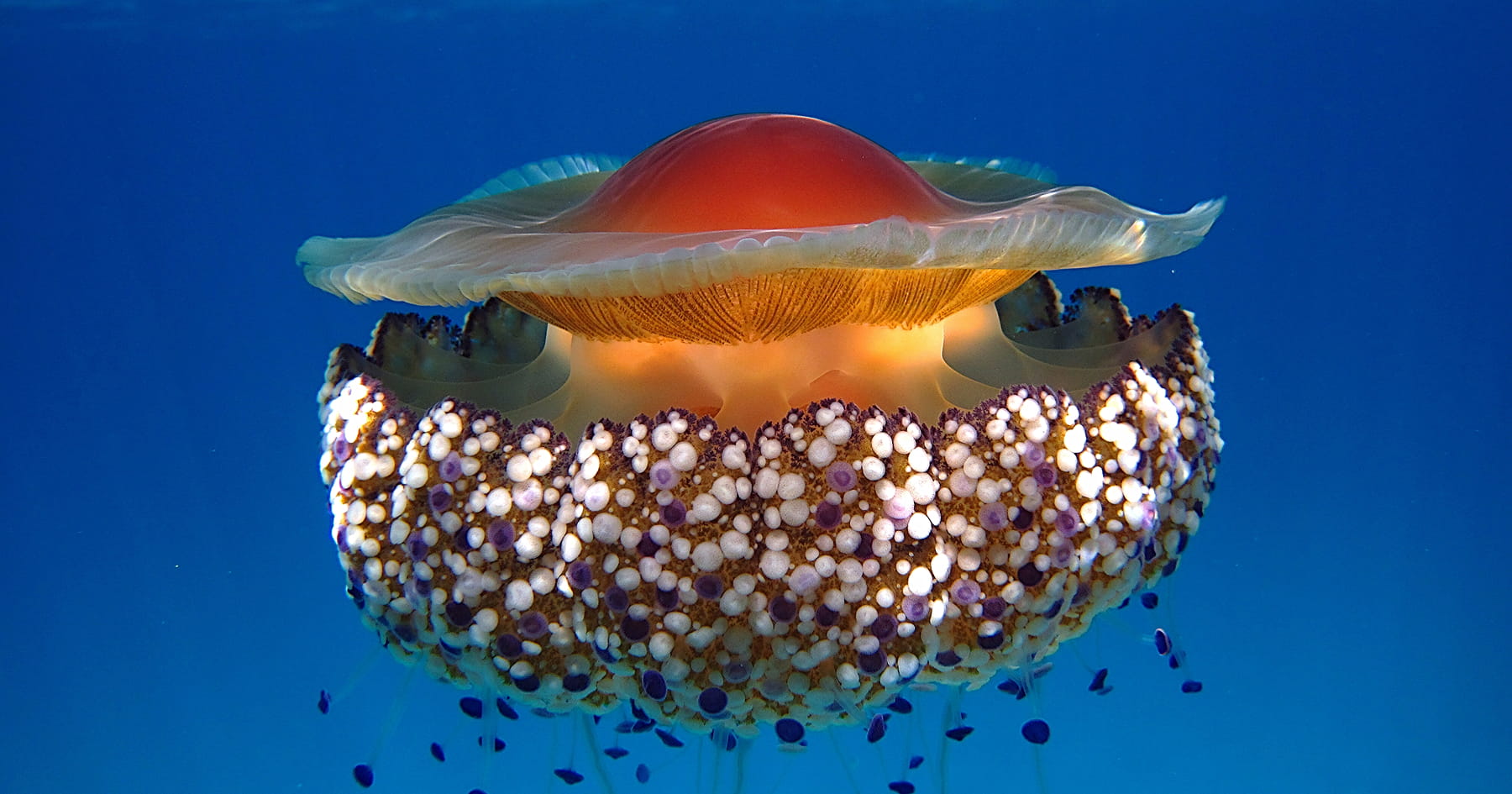 Medúza Cotylorhiza tuberculata, známa ako volské oko