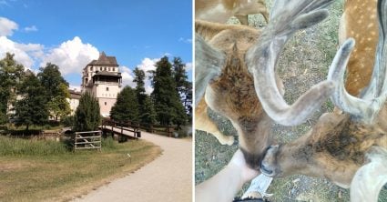 Zámok z legendárnej rozprávky mnohí Slováci nepoznajú: Výlet za 2 eurá ukrýva park plný zvierat
