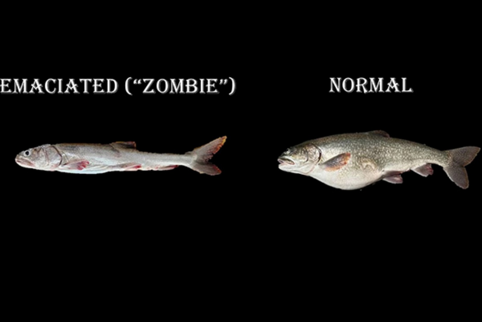 Zombie ryba a zdravá ryba