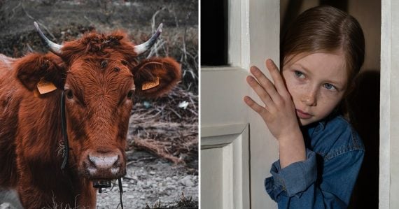Hnedá krava a dieťa