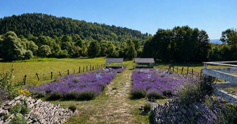 Levanduľová lúka
