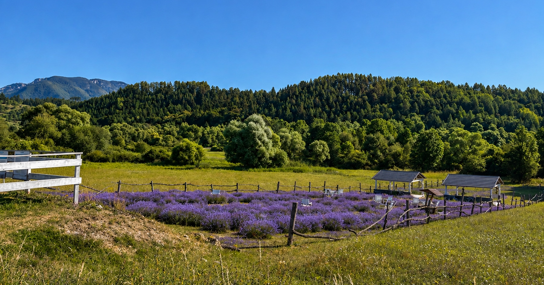 Levanduľová lúka pri Liptovskej Mare