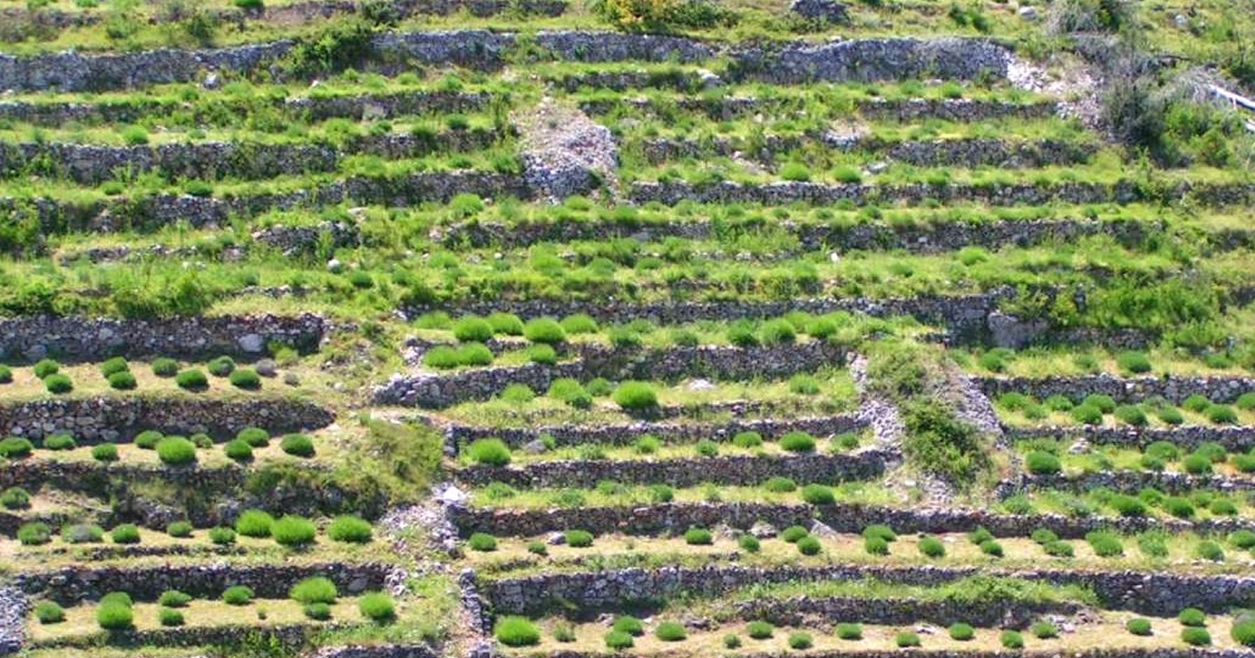 Pestovanie levandule na ostrove Hvar