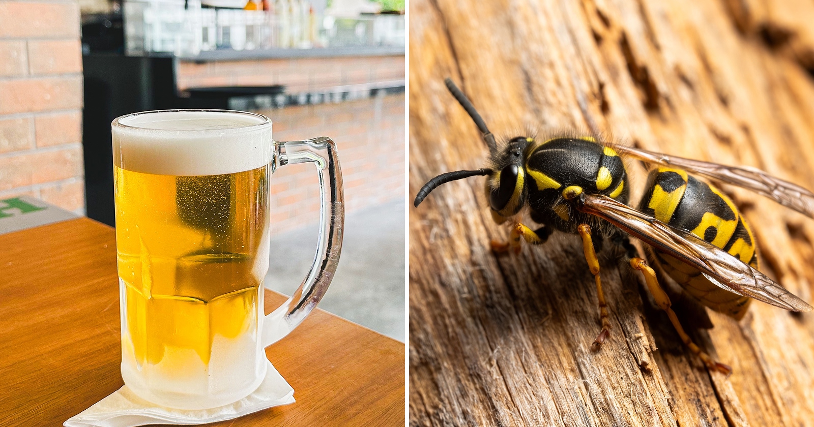 Pivo a osa