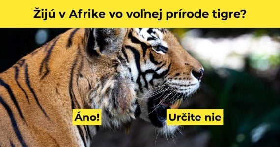 Kvízová otázka s tigrom a možnosťami