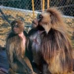 Bratislavská zoo privítala sedem nových obyvateľov: Zaujmú mohutnou hrivou aj červenou škvrnou