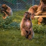 Bratislavská zoo privítala sedem nových obyvateľov: Zaujmú mohutnou hrivou aj červenou škvrnou