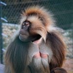 Bratislavská zoo privítala sedem nových obyvateľov: Zaujmú mohutnou hrivou aj červenou škvrnou