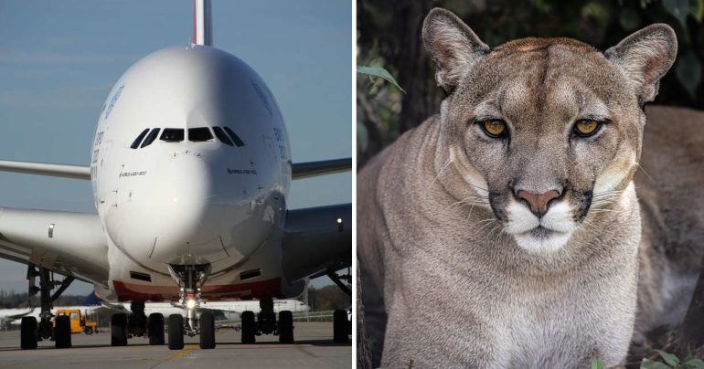 Lietadlo Airbus A380 a puma