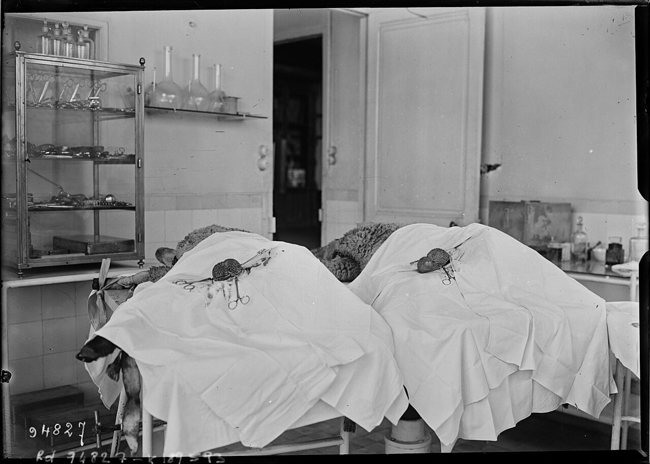 Transplantácia semenníkov